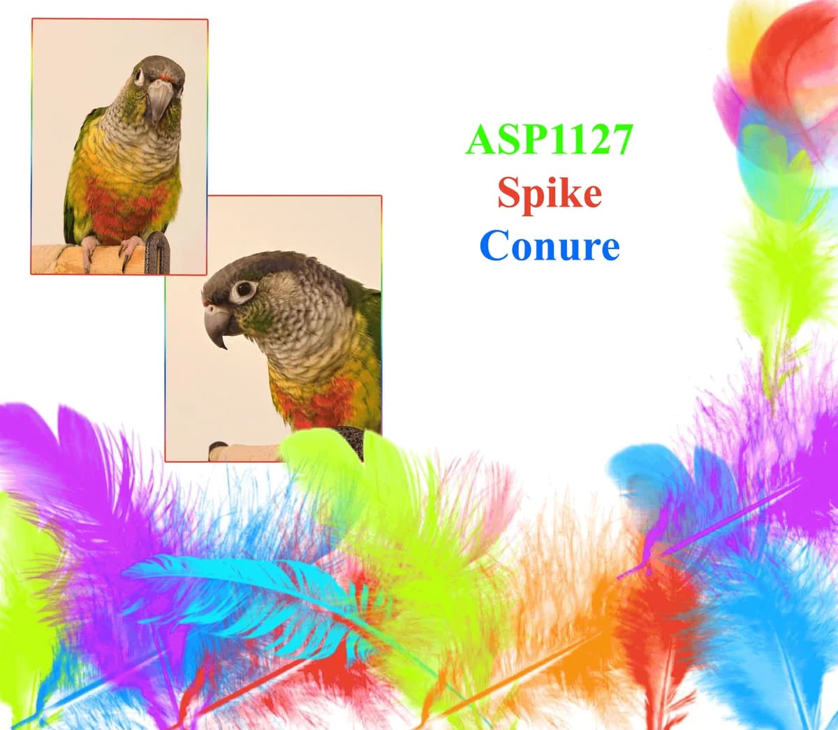 Spike, mixed breed for adoption at All Star Parrots Rescue and Rehoming