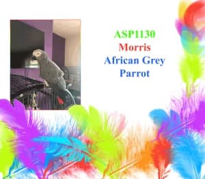 Morris, mixed breed for adoption at All Star Parrots Rescue and Rehoming