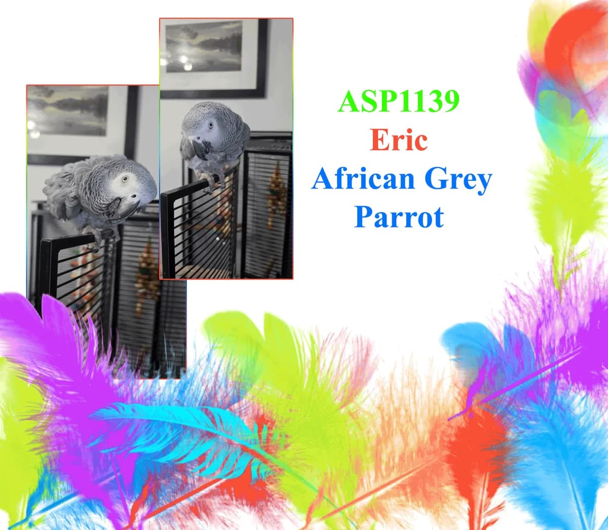 Eric _ African Grey Parrot, mixed breed for adoption at All Star Parrots Rescue and Rehoming
