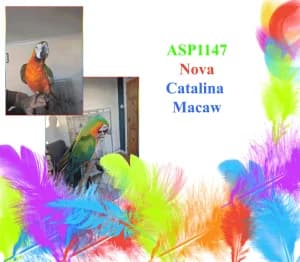 Nova, mixed breed for adoption at All Star Parrots Rescue and Rehoming