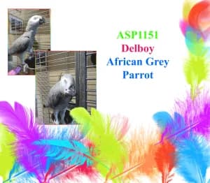 Delboy, mixed breed for adoption at All Star Parrots Rescue and Rehoming