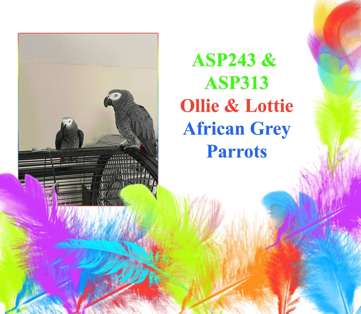 ASP243 Ollie and ASP313 Lottie, mixed breed for adoption at All Star Parrots Rescue and Rehoming