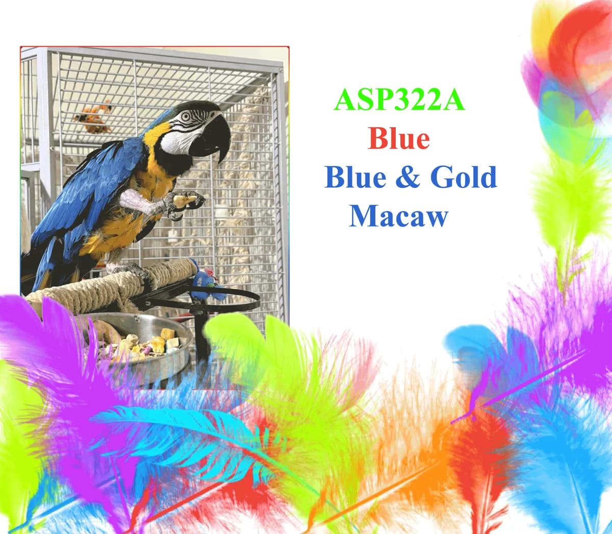 Blue, female mixed breed for adoption at All Star Parrots Rescue and Rehoming