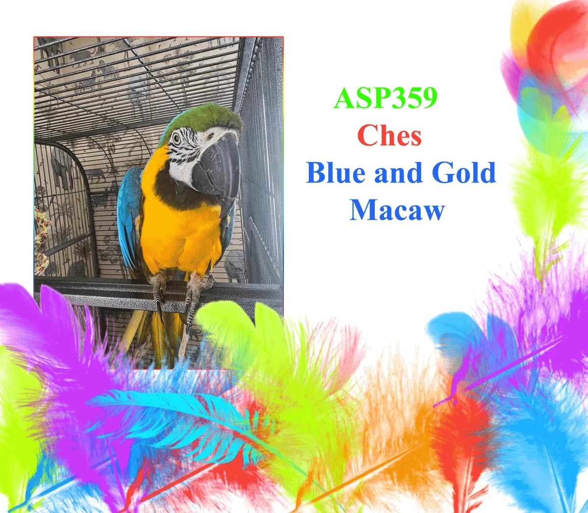 Ches Blue and Gold Macaw, mixed breed for adoption at All Star Parrots Rescue and Rehoming