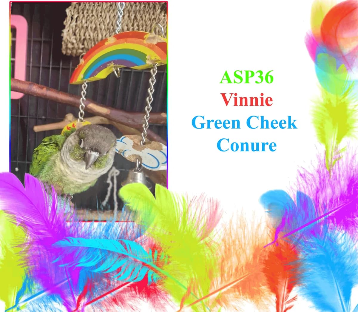 Vinnie, mixed breed for adoption at All Star Parrots Rescue and Rehoming