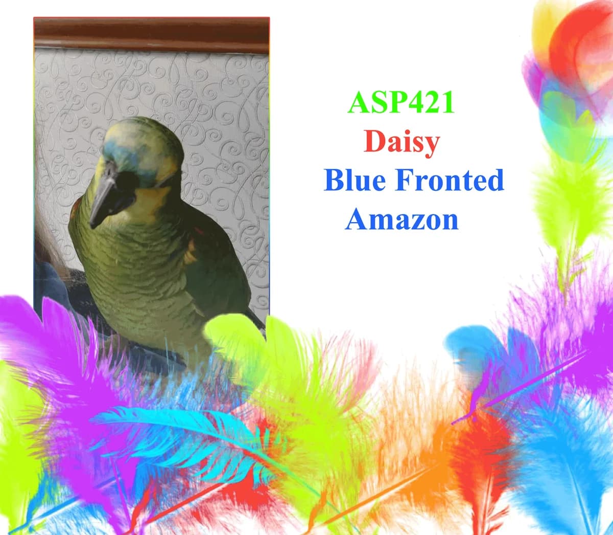 Daisy, male mixed breed for adoption at All Star Parrots Rescue and Rehoming