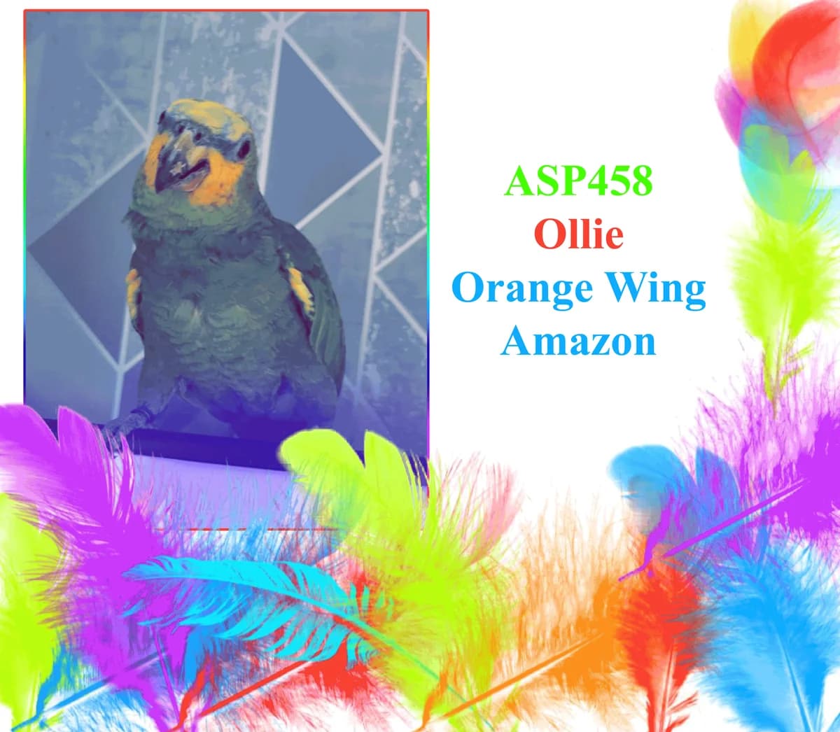 ASP458 &, male mixed breed for adoption at All Star Parrots Rescue and Rehoming