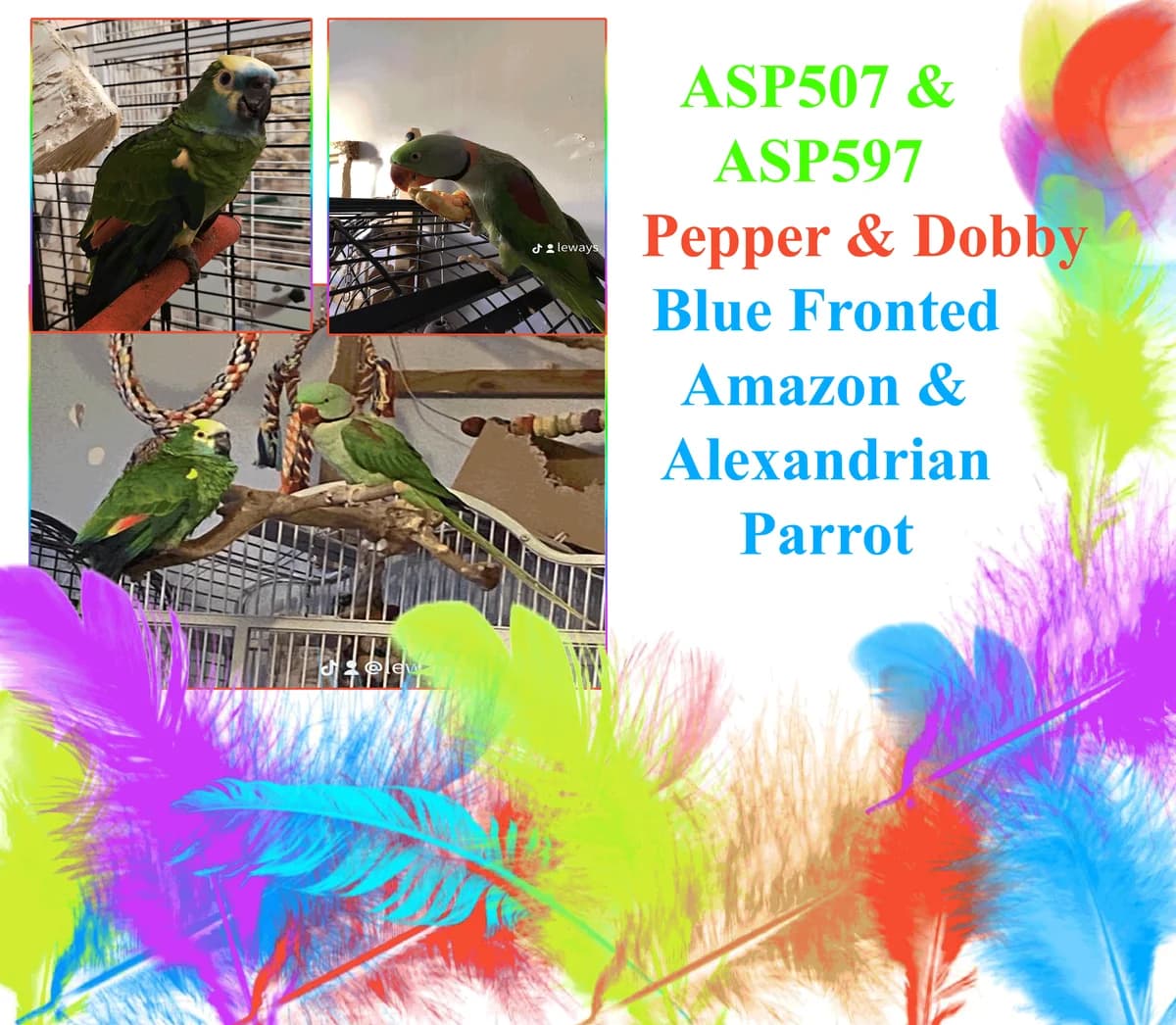 Pepper, mixed breed for adoption at All Star Parrots Rescue and Rehoming