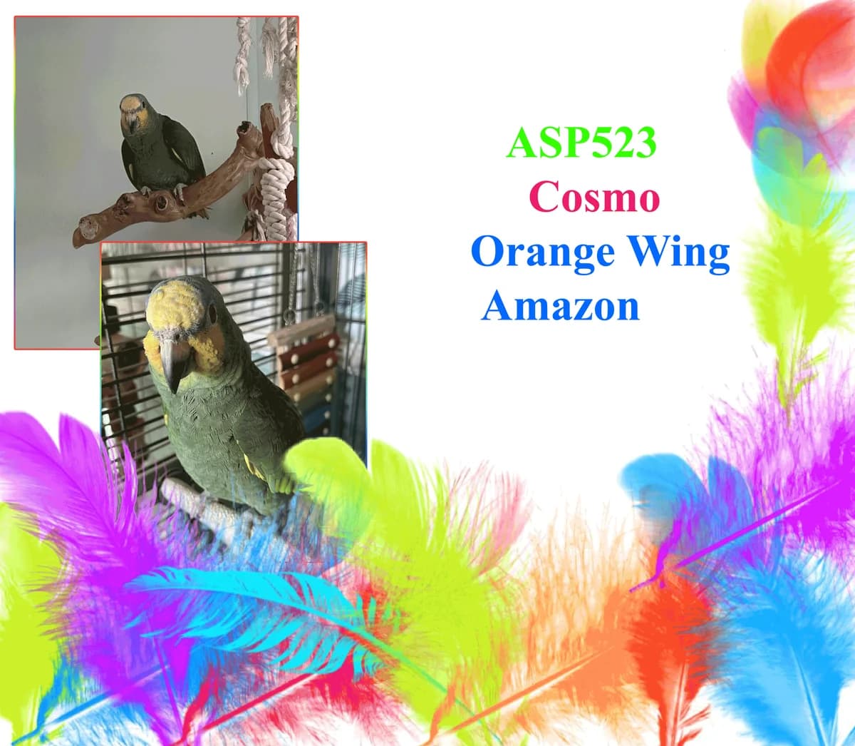 Cosmos Charlie, male mixed breed for adoption at All Star Parrots Rescue and Rehoming
