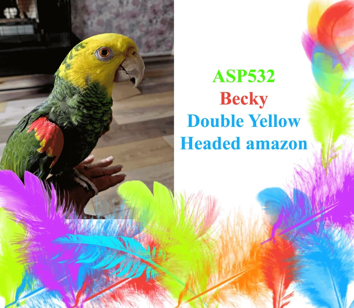 Becky, mixed breed for adoption at All Star Parrots Rescue and Rehoming