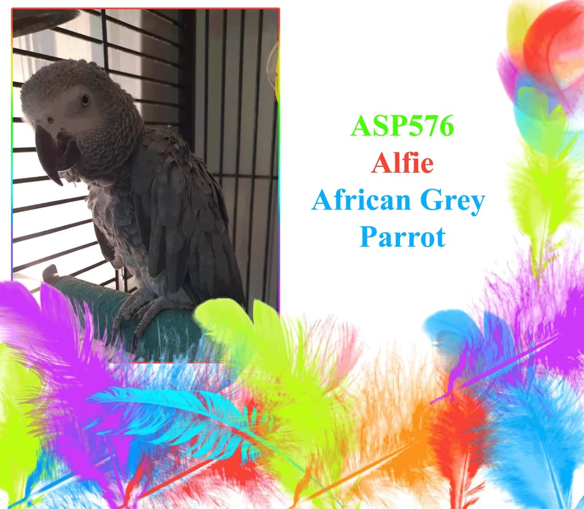 Aflie, mixed breed for adoption at All Star Parrots Rescue and Rehoming