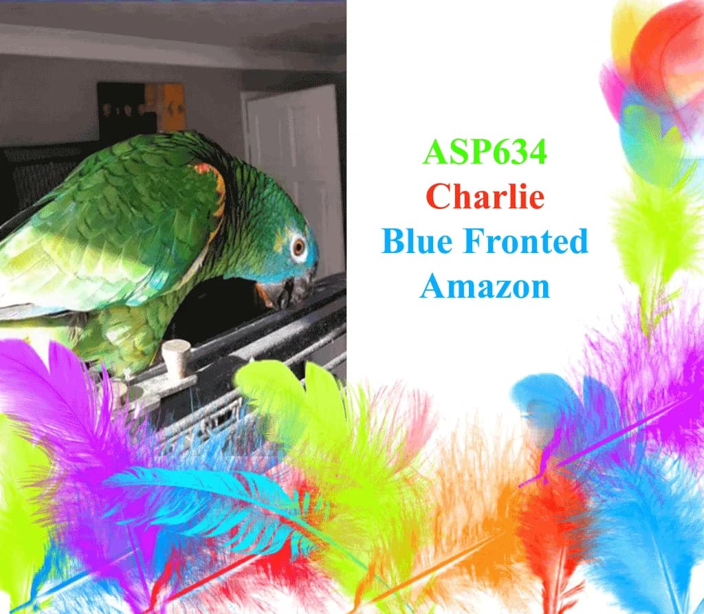 Charlie, senior mixed breed for adoption at All Star Parrots Rescue and Rehoming