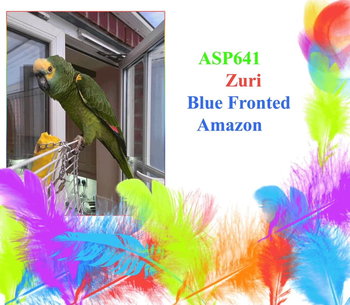 Zuri, male mixed breed for adoption at All Star Parrots Rescue and Rehoming