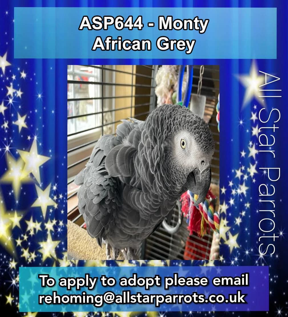 Monty, male mixed breed for adoption at All Star Parrots Rescue and Rehoming