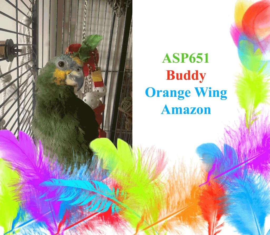 Buddy, 6yo mixed breed for adoption at All Star Parrots Rescue and Rehoming
