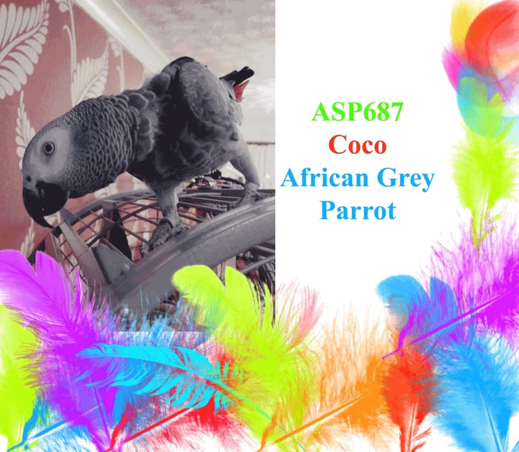 Coco, 3yo mixed breed for adoption at All Star Parrots Rescue and Rehoming