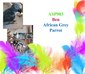 Ben, male mixed breed for adoption at All Star Parrots Rescue and Rehoming