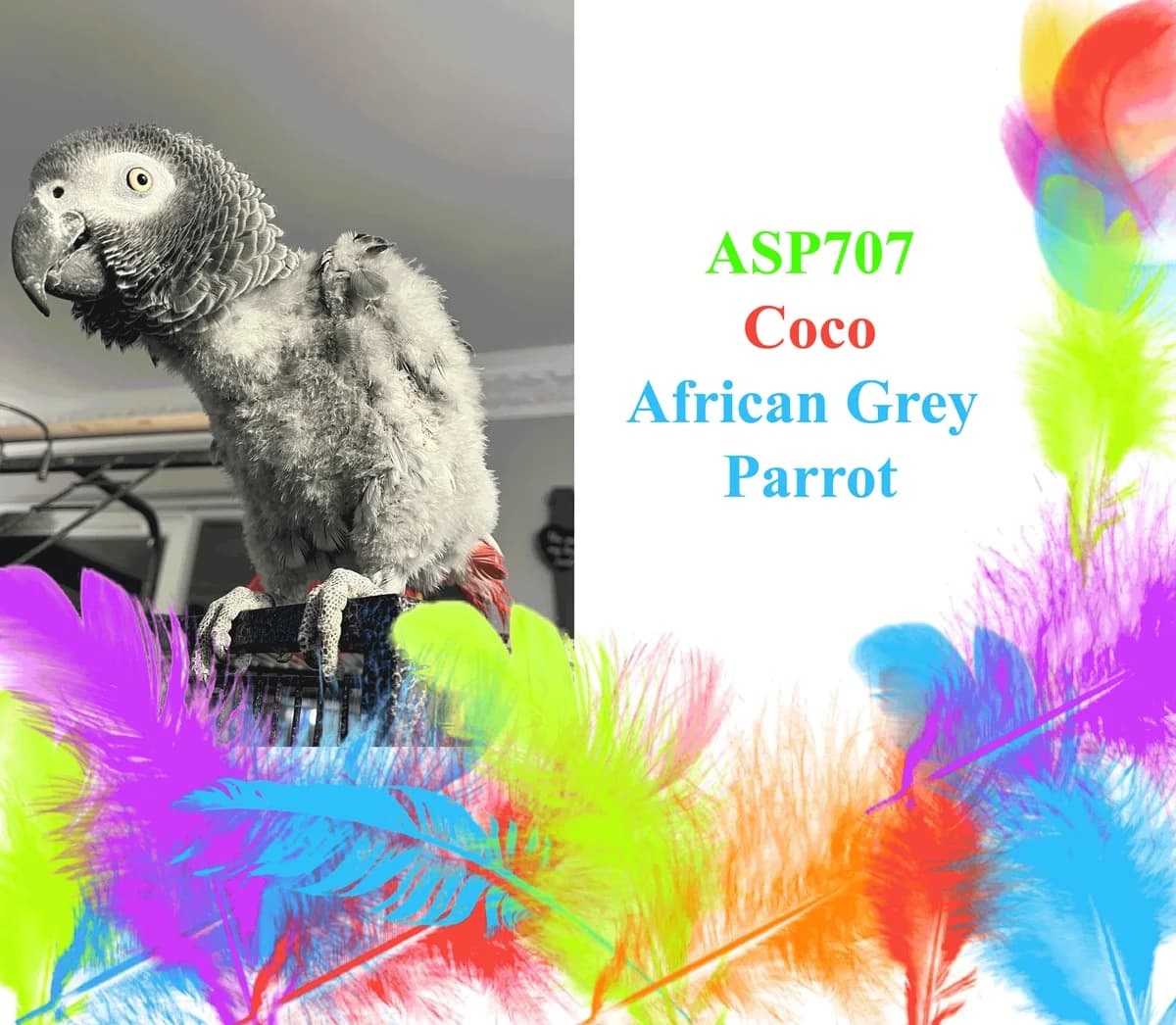 Coco, mixed breed for adoption at All Star Parrots Rescue and Rehoming