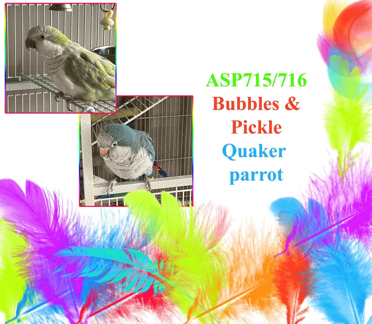 ASP715/716, male mixed breed for adoption at All Star Parrots Rescue and Rehoming