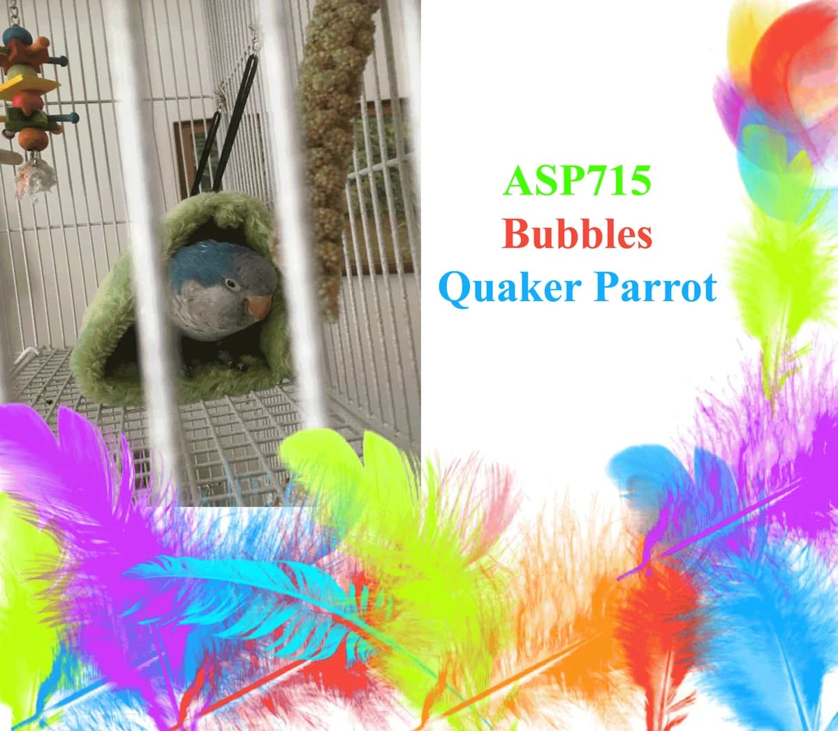 Bubbles, mixed breed for adoption at All Star Parrots Rescue and Rehoming