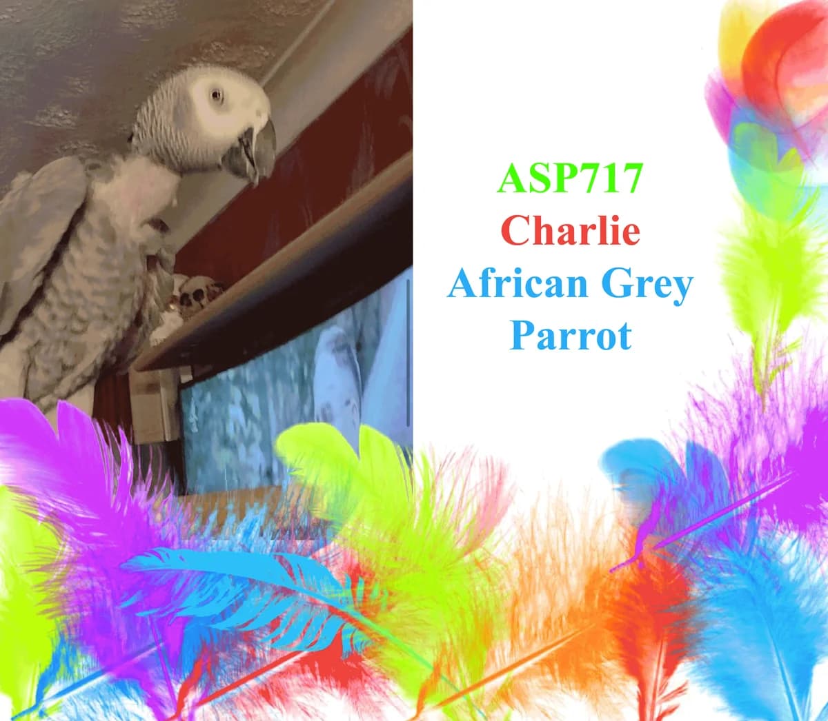 Charlie _ African Grey Parrot, female mixed breed for adoption at All Star Parrots Rescue and Rehoming