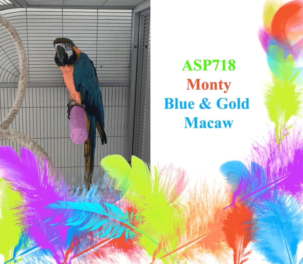 Monty, mixed breed for adoption at All Star Parrots Rescue and Rehoming