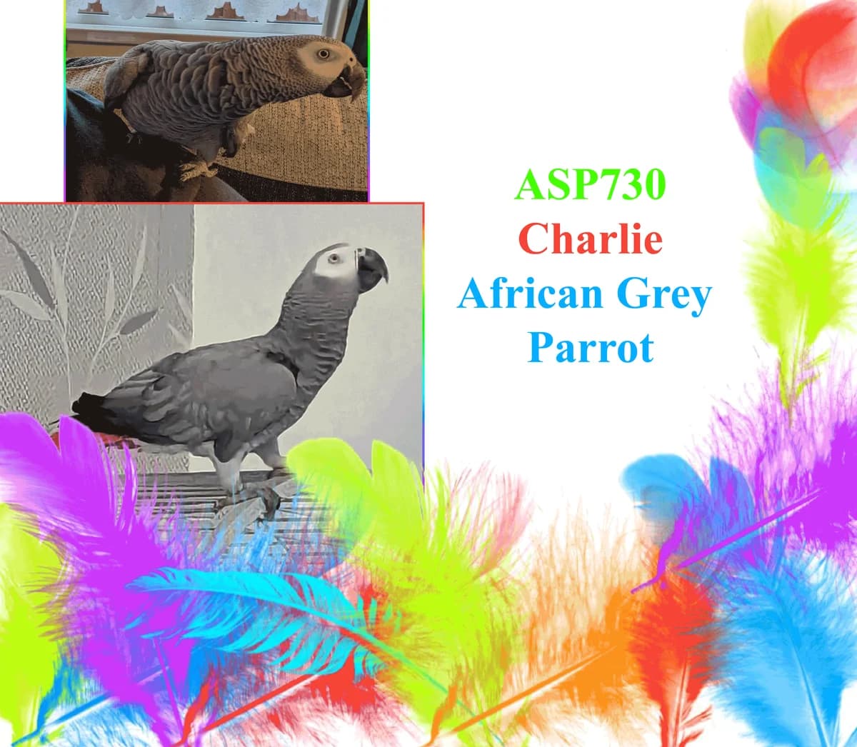 Charlie, mixed breed for adoption at All Star Parrots Rescue and Rehoming