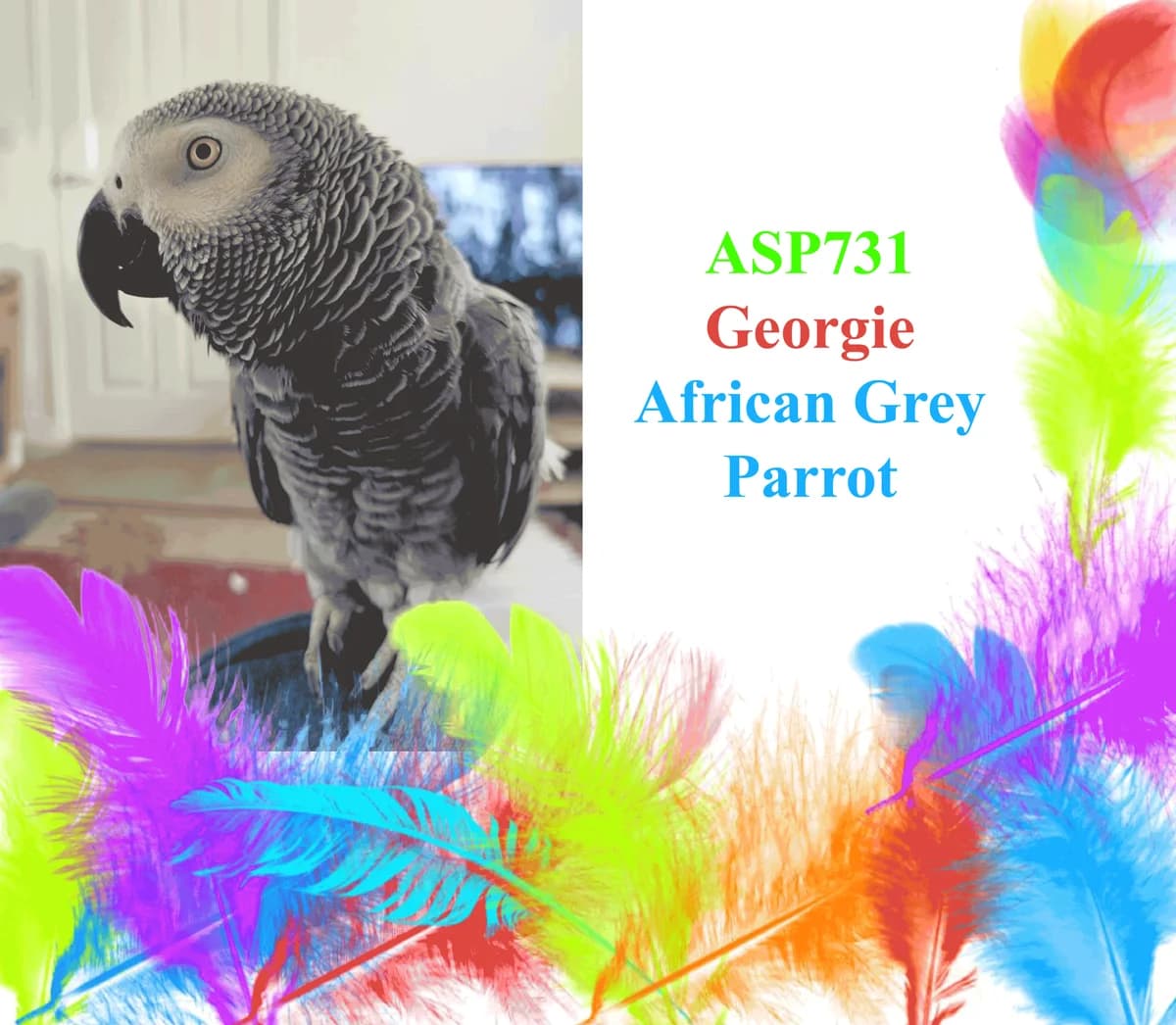 Georgie, mixed breed for adoption at All Star Parrots Rescue and Rehoming