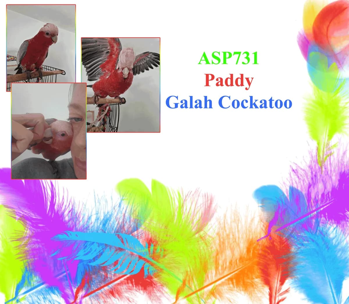Paddy, mixed breed for adoption at All Star Parrots Rescue and Rehoming