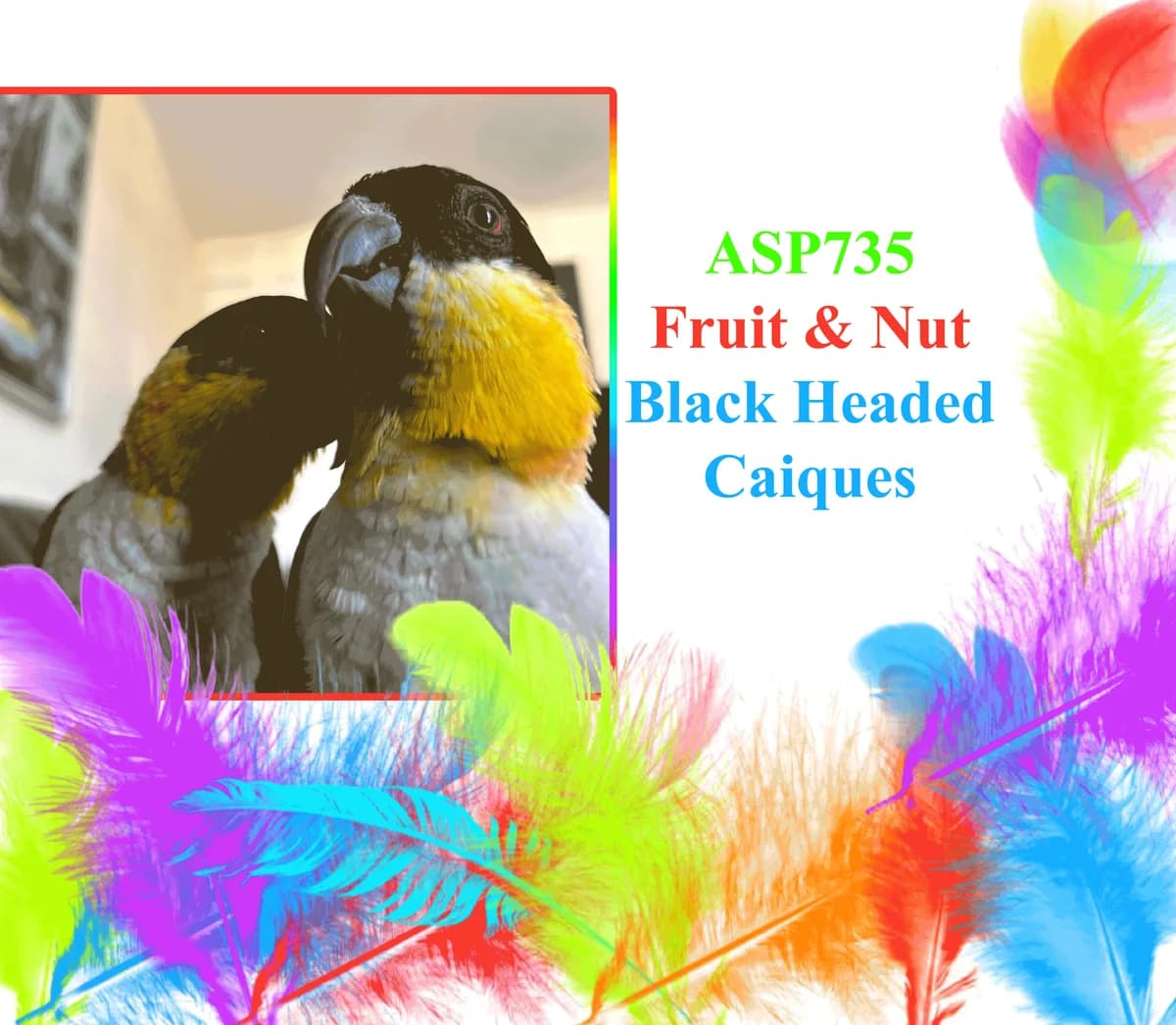 Fruit and Nut, female mixed breed for adoption at All Star Parrots Rescue and Rehoming