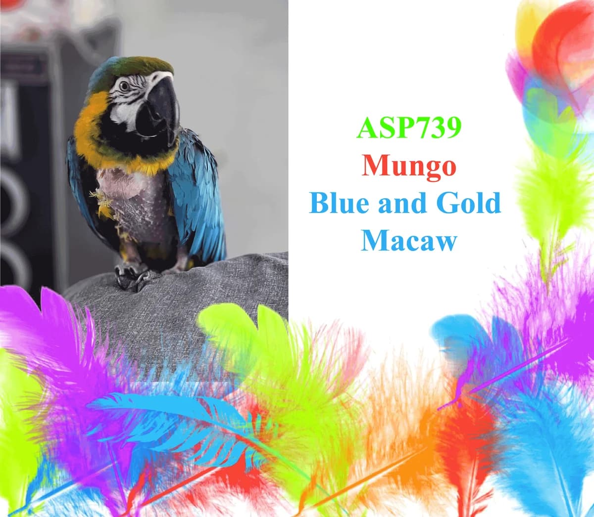 Mungo, mixed breed for adoption at All Star Parrots Rescue and Rehoming