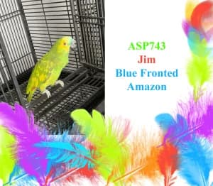 Jim, male mixed breed for adoption at All Star Parrots Rescue and Rehoming