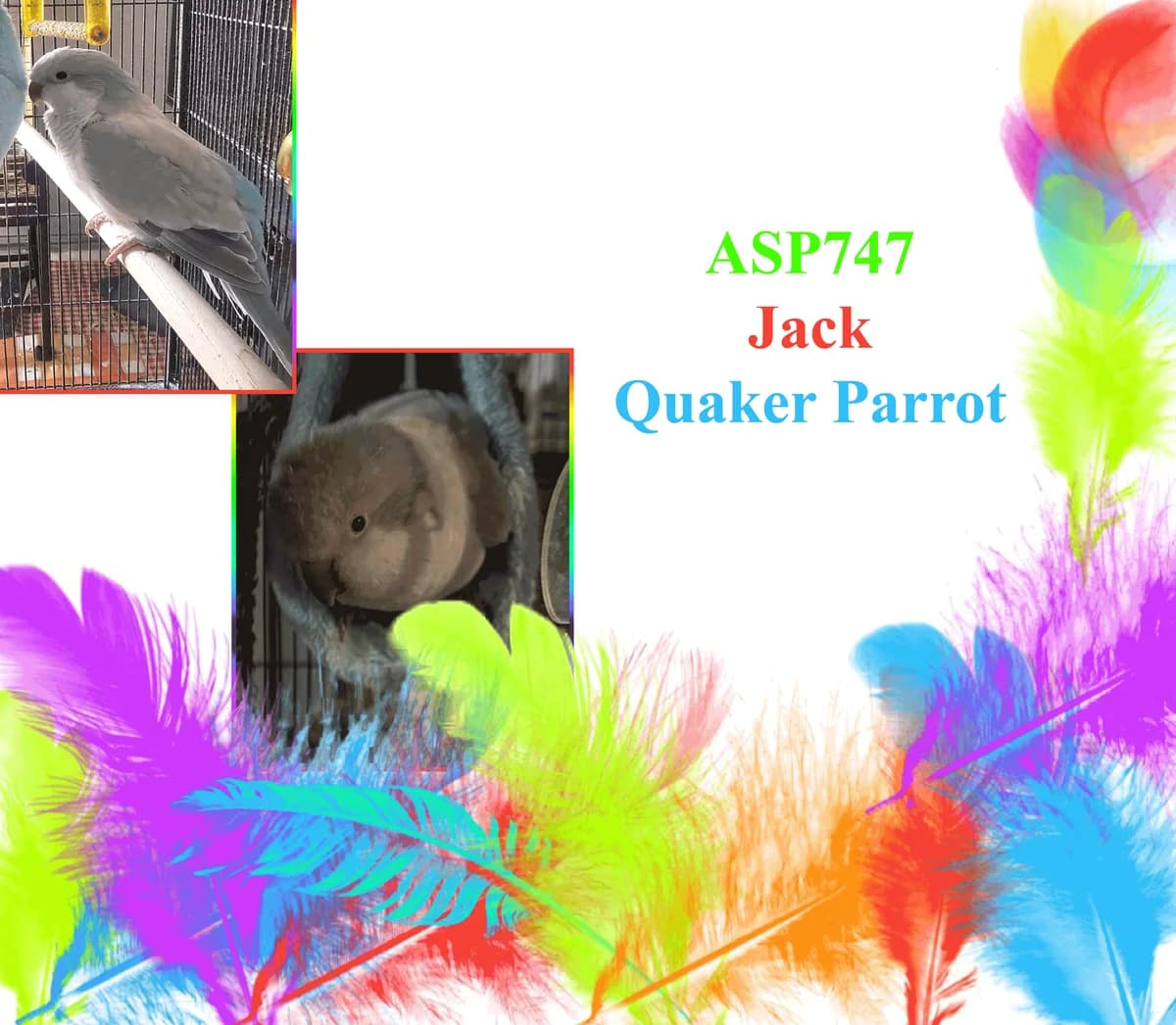 Jack, senior mixed breed for adoption at All Star Parrots Rescue and Rehoming