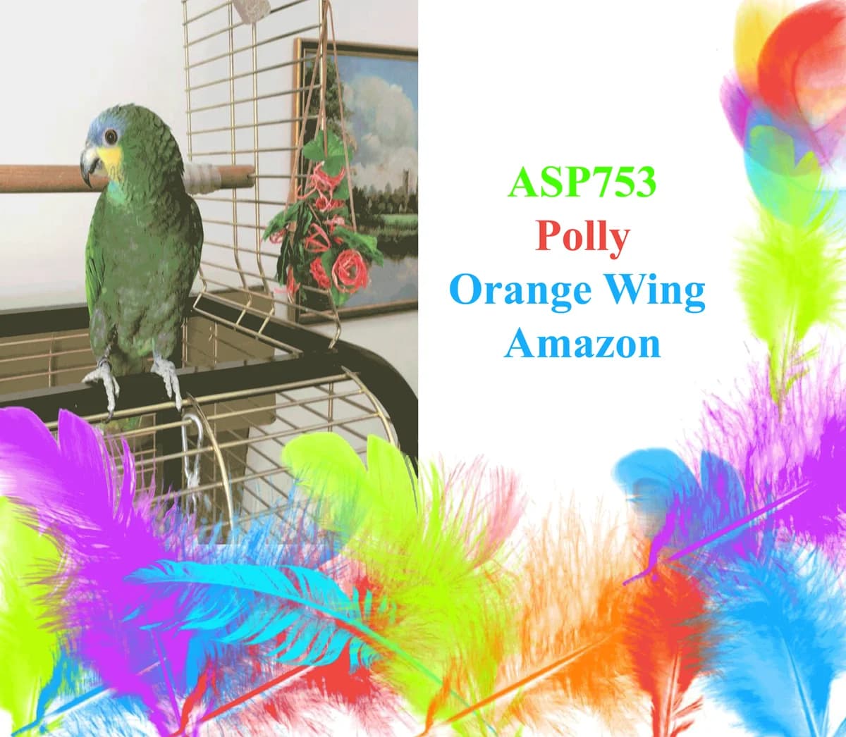 Polly, mixed breed for adoption at All Star Parrots Rescue and Rehoming