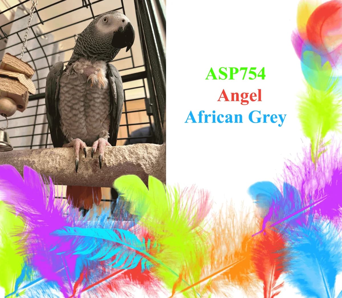 Angel, mixed breed for adoption at All Star Parrots Rescue and Rehoming