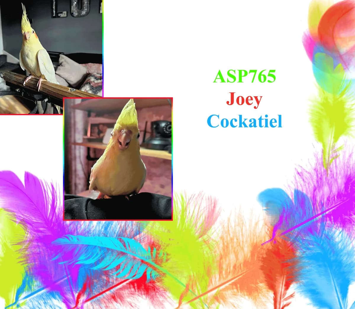 Joey, young Cockatiel for adoption at All Star Parrots Rescue and Rehoming