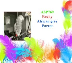 Rocky, male mixed breed for adoption at All Star Parrots Rescue and Rehoming