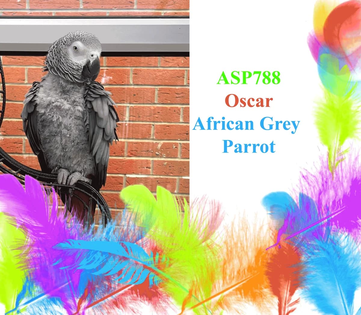Oscar, mixed breed for adoption at All Star Parrots Rescue and Rehoming