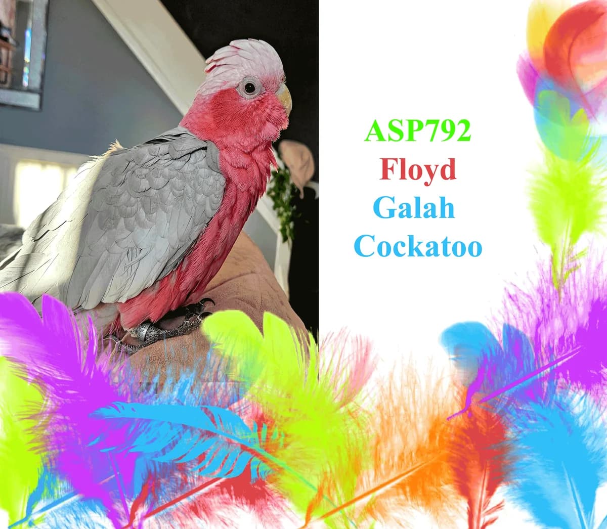 Floyd, female mixed breed for adoption at All Star Parrots Rescue and Rehoming