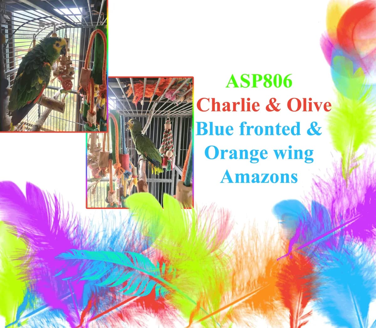 Charlie and Olive, mixed breed for adoption at All Star Parrots Rescue and Rehoming