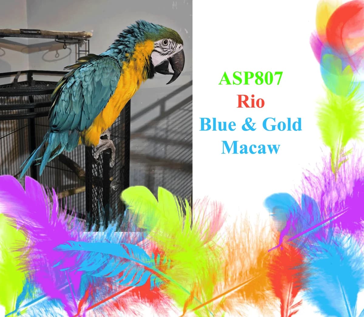 Rio, mixed breed for adoption at All Star Parrots Rescue and Rehoming