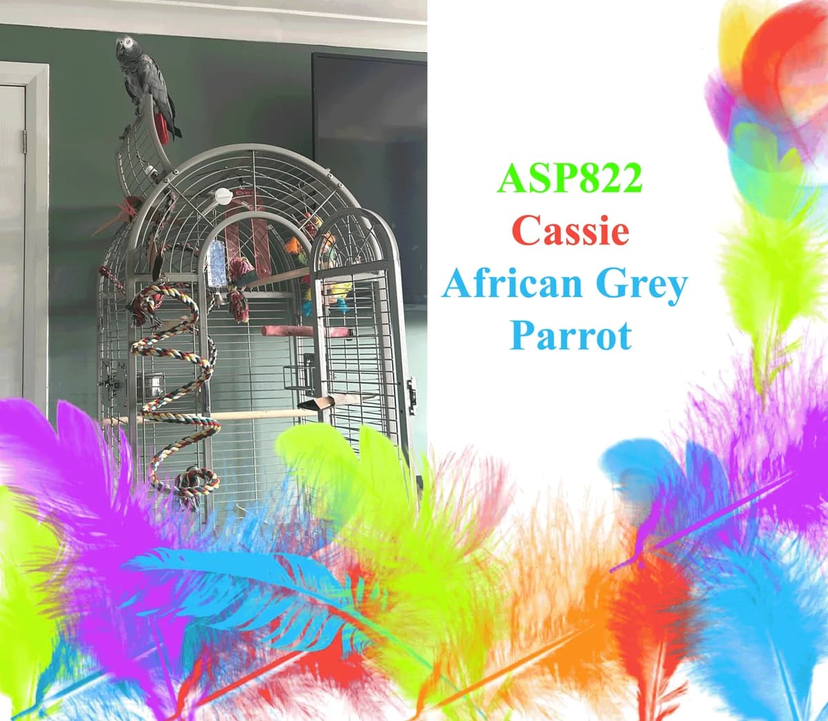 Cassie, mixed breed for adoption at All Star Parrots Rescue and Rehoming