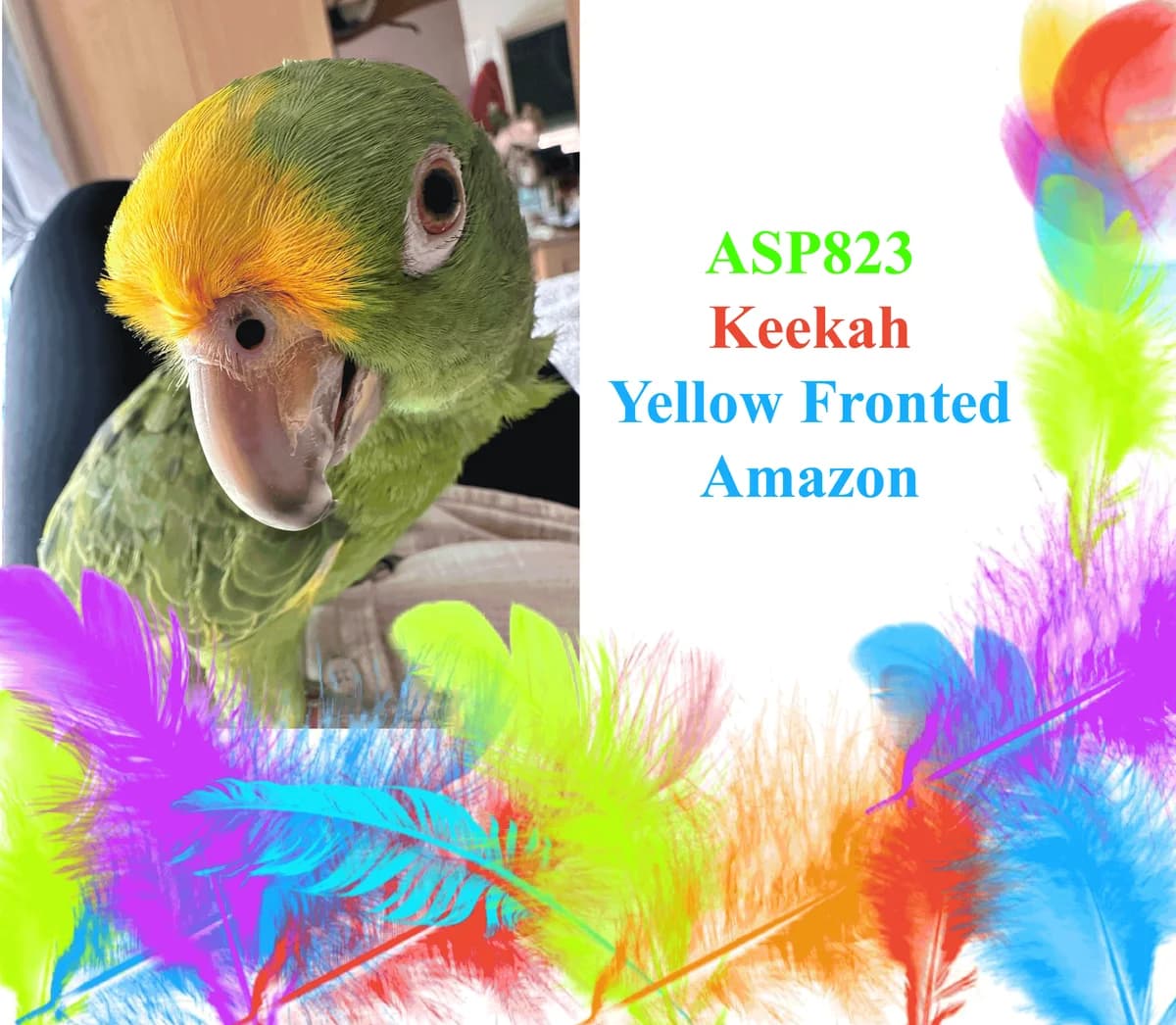 Keekah, mixed breed for adoption at All Star Parrots Rescue and Rehoming