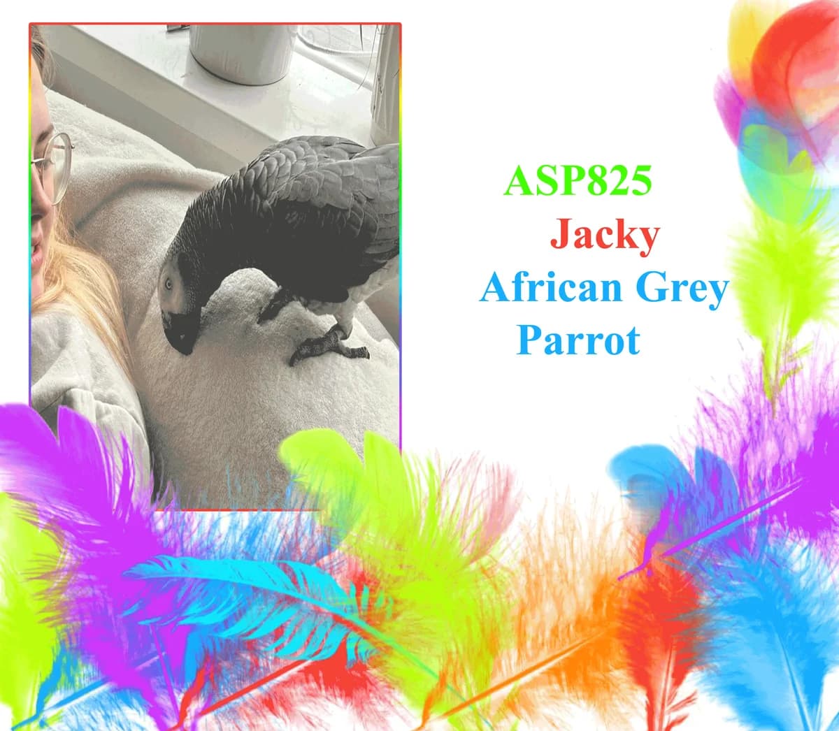 Jacky, female mixed breed for adoption at All Star Parrots Rescue and Rehoming