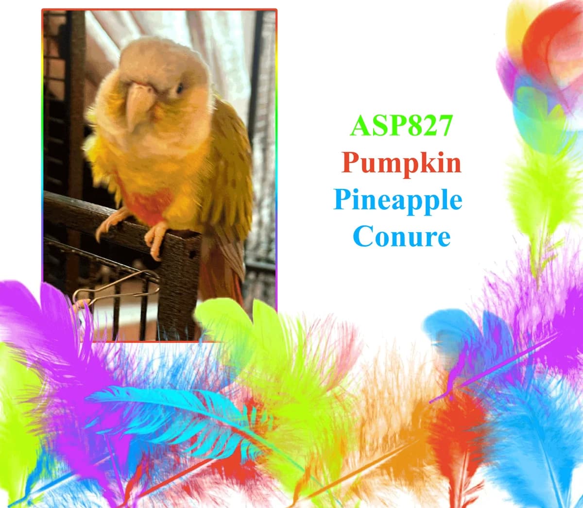 Pumpkin, female mixed breed for adoption at All Star Parrots Rescue and Rehoming