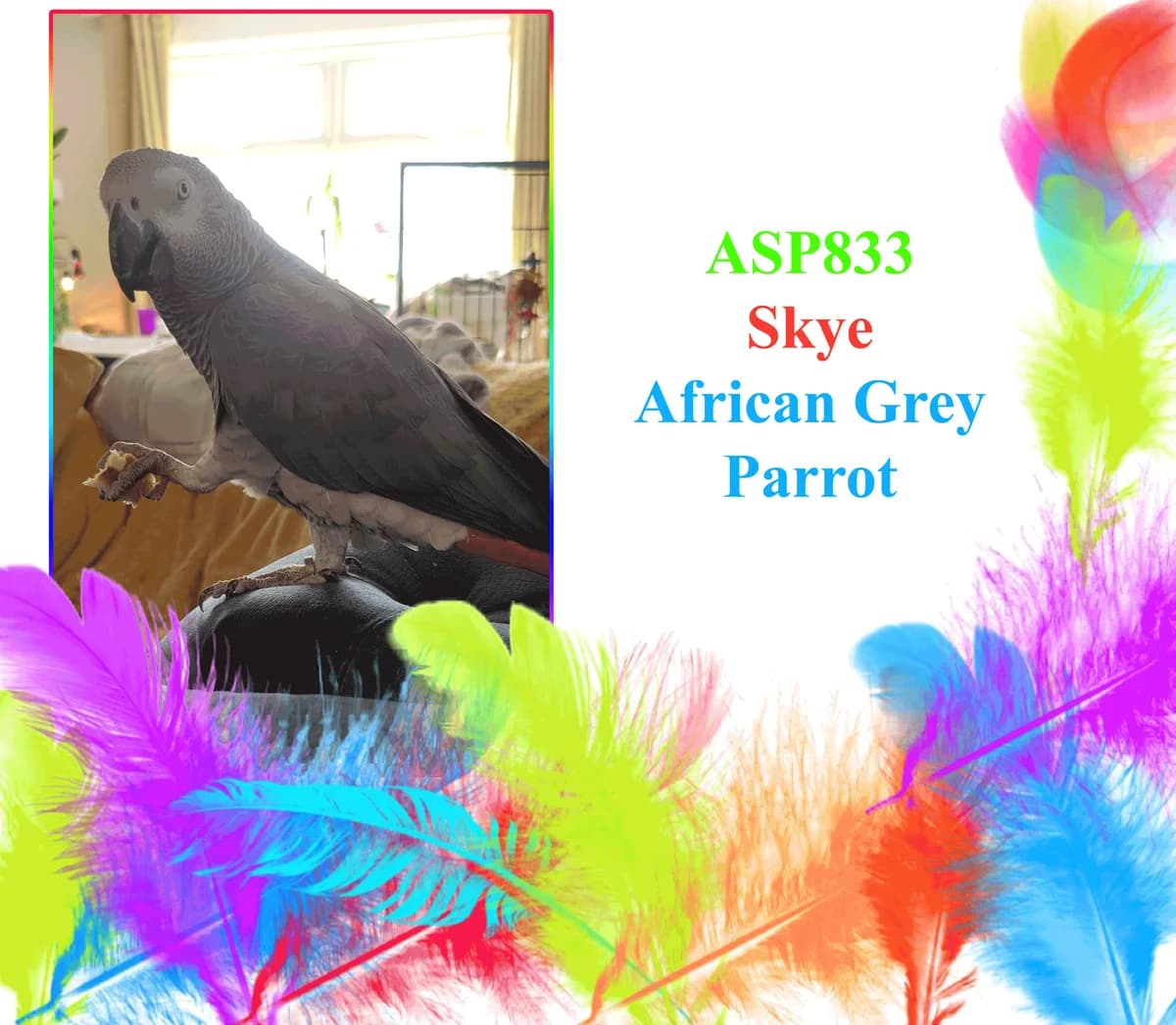 Skye, mixed breed for adoption at All Star Parrots Rescue and Rehoming