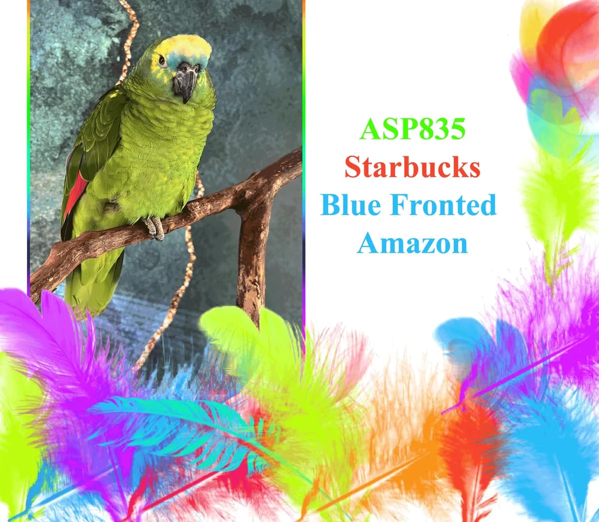 Starbucks, mixed breed for adoption at All Star Parrots Rescue and Rehoming