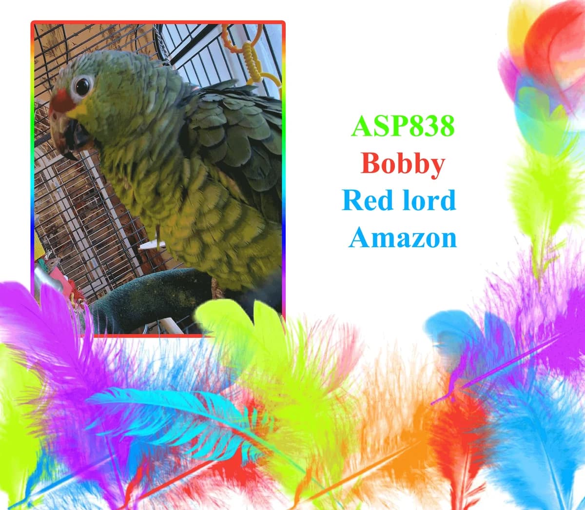 Bobby, mixed breed for adoption at All Star Parrots Rescue and Rehoming