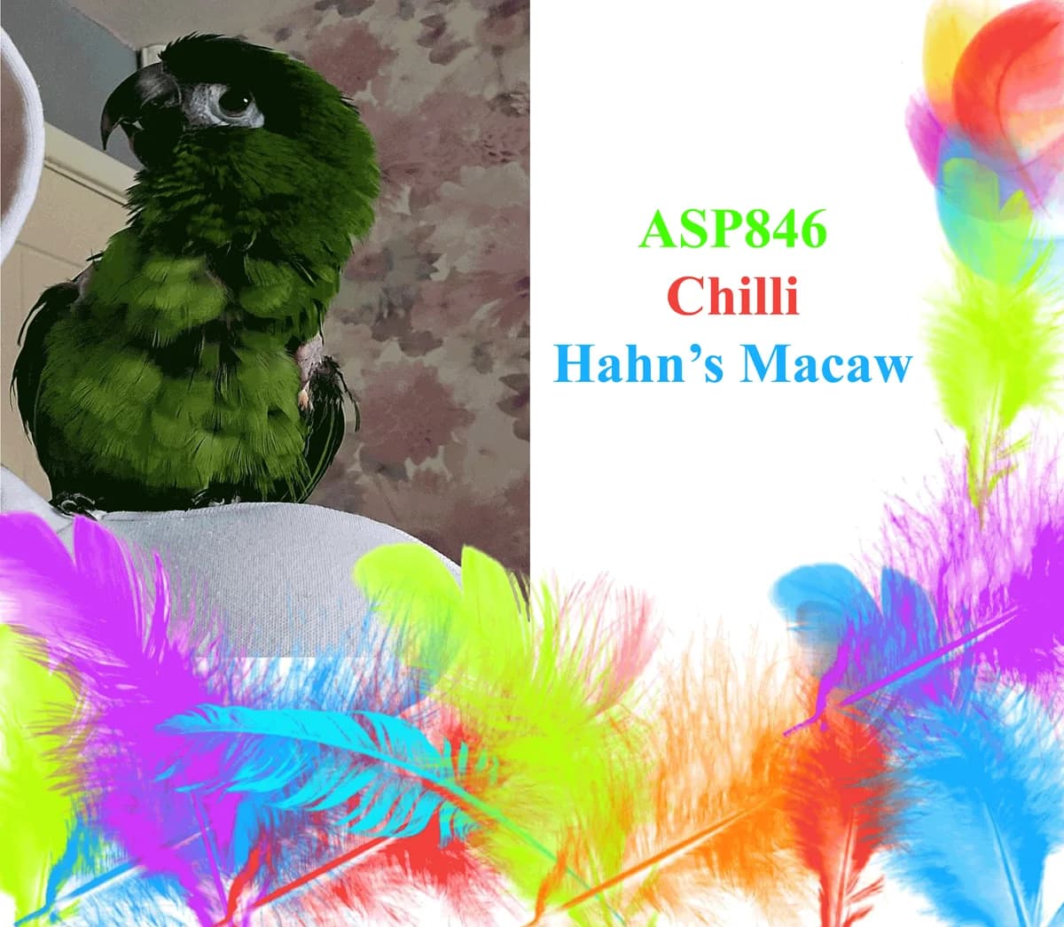 Chilli, mixed breed for adoption at All Star Parrots Rescue and Rehoming