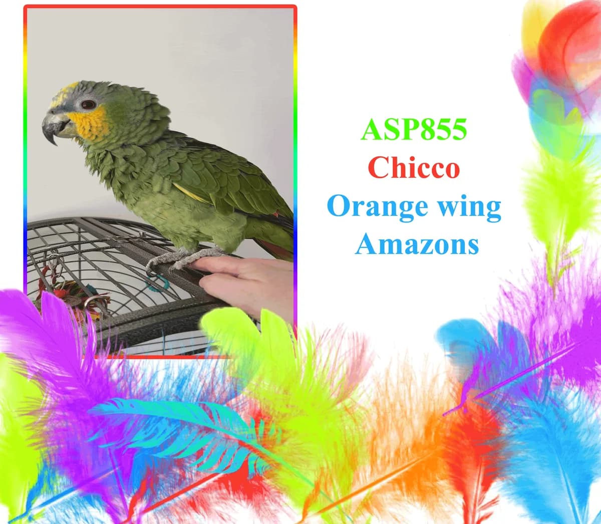 Chicco, female mixed breed for adoption at All Star Parrots Rescue and Rehoming